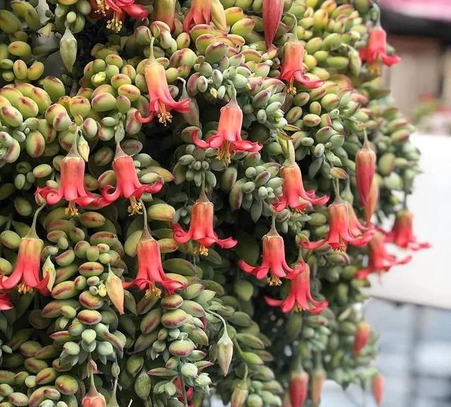 開(kāi)花的多肉植物有哪些_開(kāi)花植物多肉有毒嗎_多肉開(kāi)花的植物