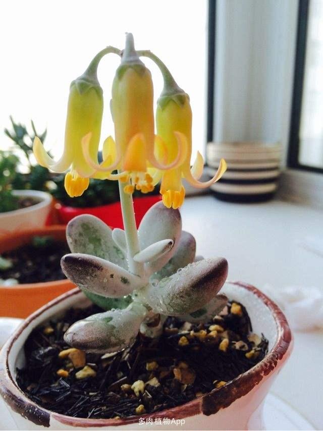 多肉開(kāi)花的植物_開(kāi)花植物多肉有毒嗎_開(kāi)花的多肉植物有哪些