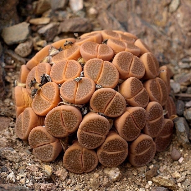綠植多肉花_綠植多肉_多肉綠植花卉圖片大全及花名