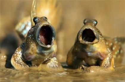 海水養殖觀賞魚_海水觀賞養殖魚怎么養_海水觀賞養殖魚圖片