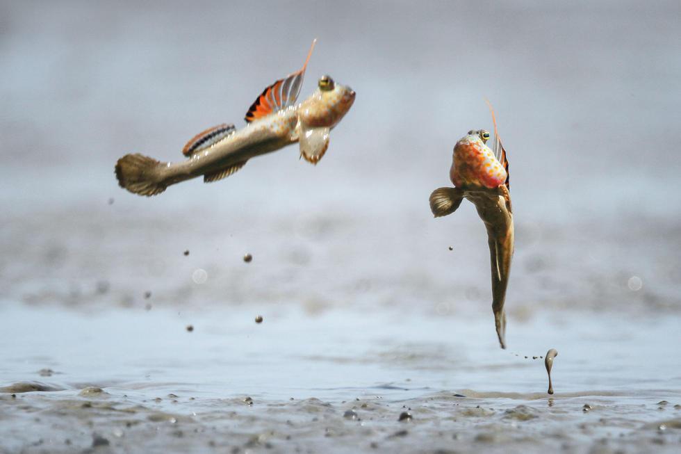 海水觀賞養殖魚圖片_海水養殖觀賞魚_海水觀賞養殖魚怎么養