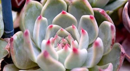 如何養(yǎng)好多肉植物，多肉植物養(yǎng)殖方法