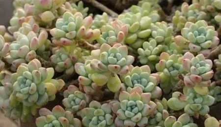 養多肉的_多肉植物植物怎么養_多肉植物養有什么好處