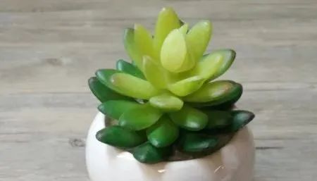 多肉植物養有什么好處_多肉植物植物怎么養_養多肉的