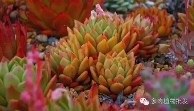 多肉植物養(yǎng)護(hù)的四大誤區(qū)，對(duì)號(hào)入座吧