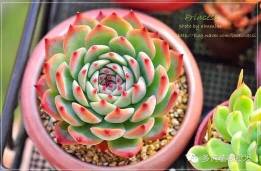 植物多肉大概多長時間澆一次水_多肉植物 大_植物多肉大全圖片