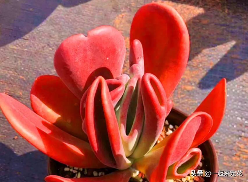 3種經(jīng)典的紅色多肉，好養(yǎng)好看又皮實(shí)，擺在家里上檔次，值得擁有