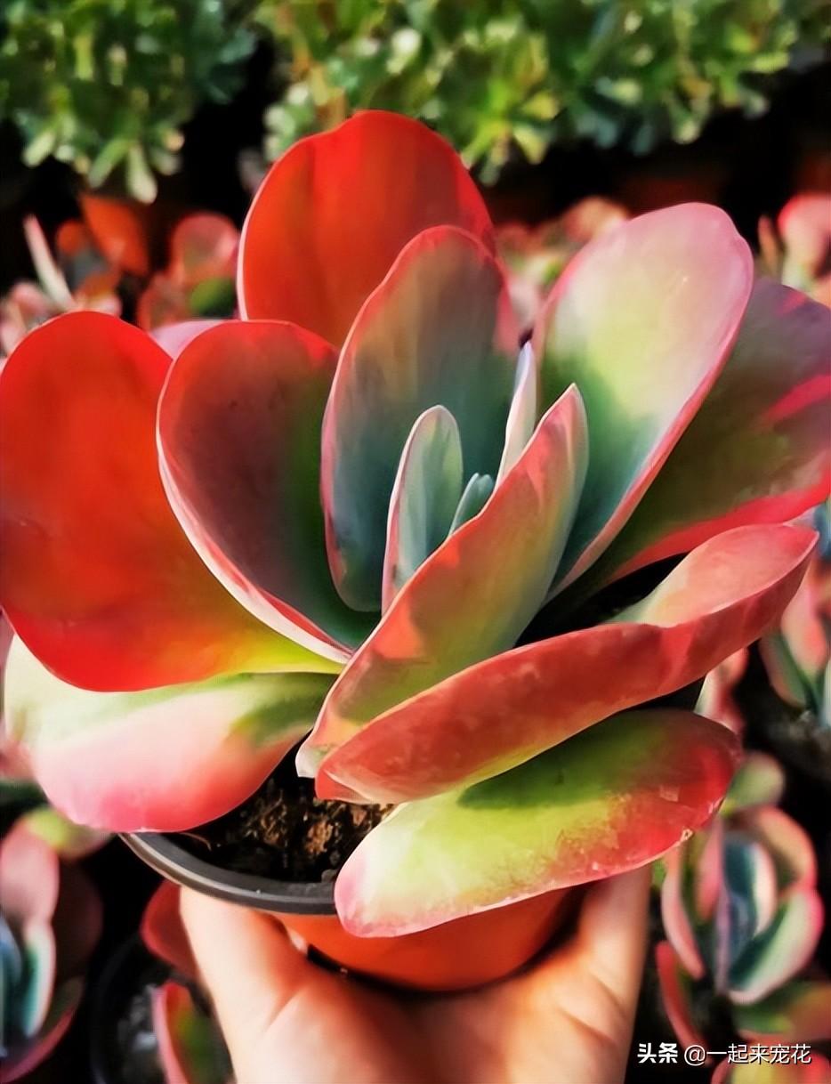 多肉紅色花_紅色肉花白色根嗎_紅色多肉花心有白絨絨