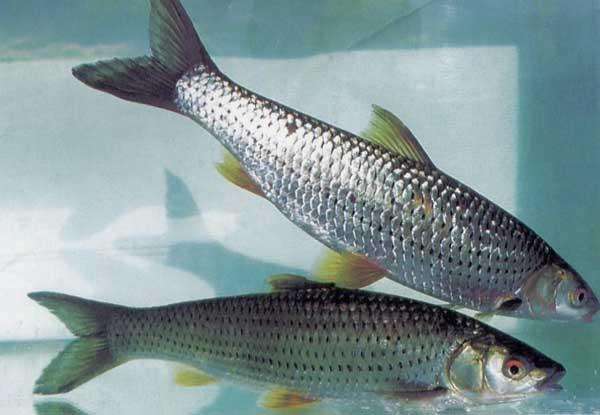 冷水觀賞魚長大后怎么養_長不大的冷水觀賞魚_冷水觀賞魚長大后會死嗎