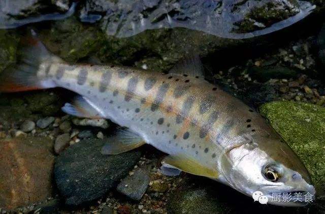 長不大的冷水觀賞魚_冷水觀賞魚長大后怎么養_冷水觀賞魚長大后會死嗎