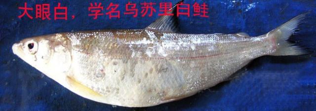 冷水觀賞魚長大后怎么養_長不大的冷水觀賞魚_冷水觀賞魚長大后會死嗎