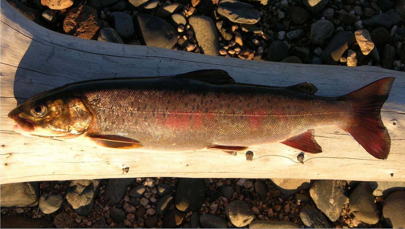冷水觀賞魚長大后怎么養_長不大的冷水觀賞魚_冷水觀賞魚長大后會死嗎