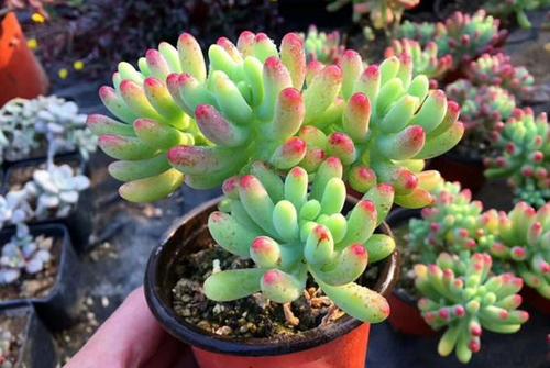 多肉在適合室內(nèi)陽臺(tái)養(yǎng)，還是室外露養(yǎng)？看完才知道，區(qū)別這么大