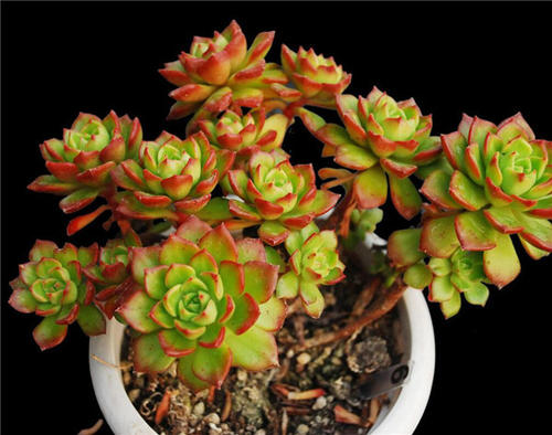 多肉蒂亞老樁盆栽修剪_蒂亞多肉老樁_多肉蒂亞老樁怎么修剪