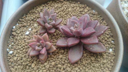 多肉蒂亞老樁怎么修剪_蒂亞多肉老樁_多肉蒂亞老樁盆栽修剪