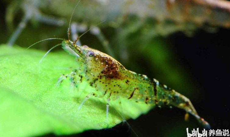 觀賞魚不能吃_觀賞魚吃小魚苗嗎_觀賞魚吃什么魚食好