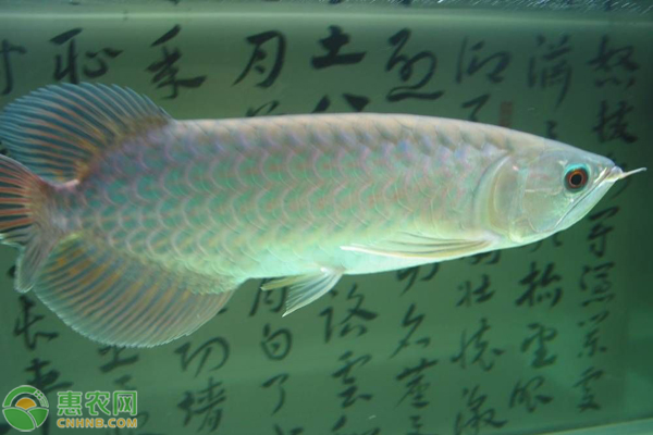 金錢魚觀賞魚_觀賞魚錢條一般多長_觀賞魚一般多少錢一條
