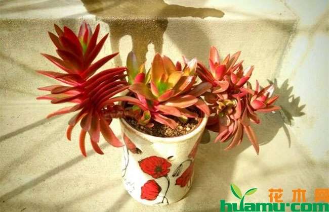 火祭夏季養(yǎng)護(hù)注意事項(xiàng)