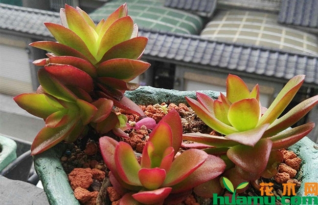 多肉火祭怎么養(yǎng)_養(yǎng)多肉火祭好嗎_多肉火祭怎么養(yǎng)才好看