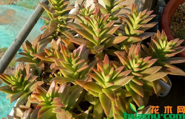 養(yǎng)多肉火祭好嗎_多肉火祭怎么養(yǎng)才好看_多肉火祭怎么養(yǎng)