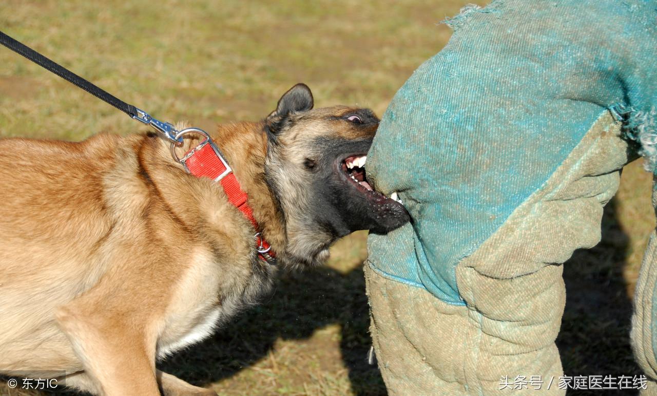 被狗咬了，傷口要這樣處理，別只顧著打疫苗