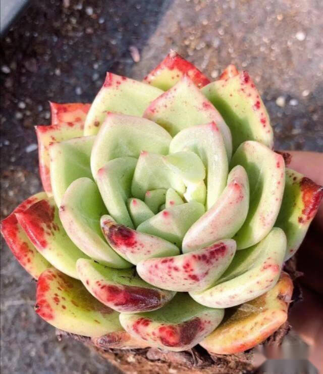 多肉植物沒有修根直接種可以活嗎