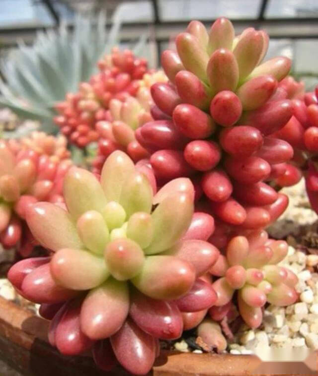 多肉斷了直接插土里可以活嗎_多肉能直接剪了插土里能活嗎_多肉直接插土里能活嗎