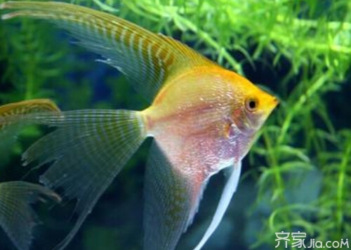 各種種類魚(yú)圖片大全欣賞
