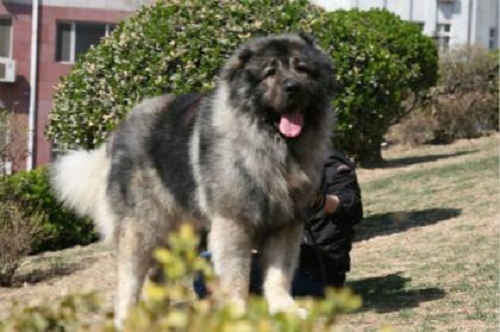 狗絕育需要做術前檢查嗎_狗需要絕育嗎_狗絕育需要多少錢