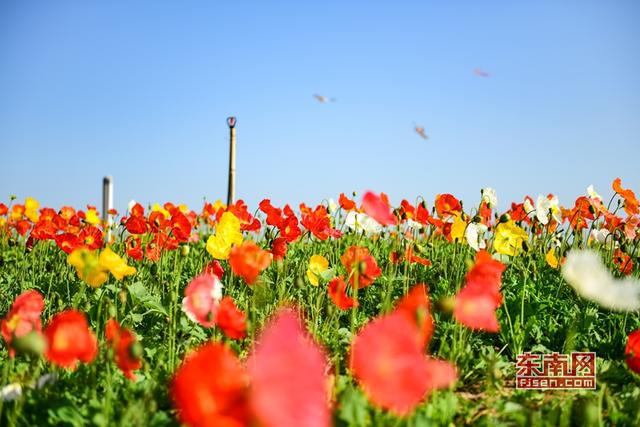 婦女節快樂圖片 女王節文案說說38女神節網絡流行語言俏皮話