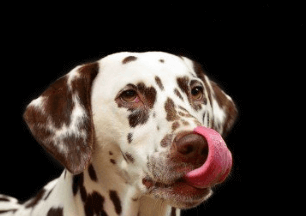 好聽的寵物狗名字萌萌噠_寵物狗的名字叫什么好聽的名字_名字好聽寵物狗叫啥