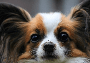 寵物狗的名字叫什么好聽的名字_名字好聽寵物狗叫啥_好聽的寵物狗名字萌萌噠