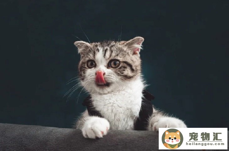 養(yǎng)貓費(fèi)錢還是養(yǎng)狗費(fèi)錢 哪個(gè)麻煩