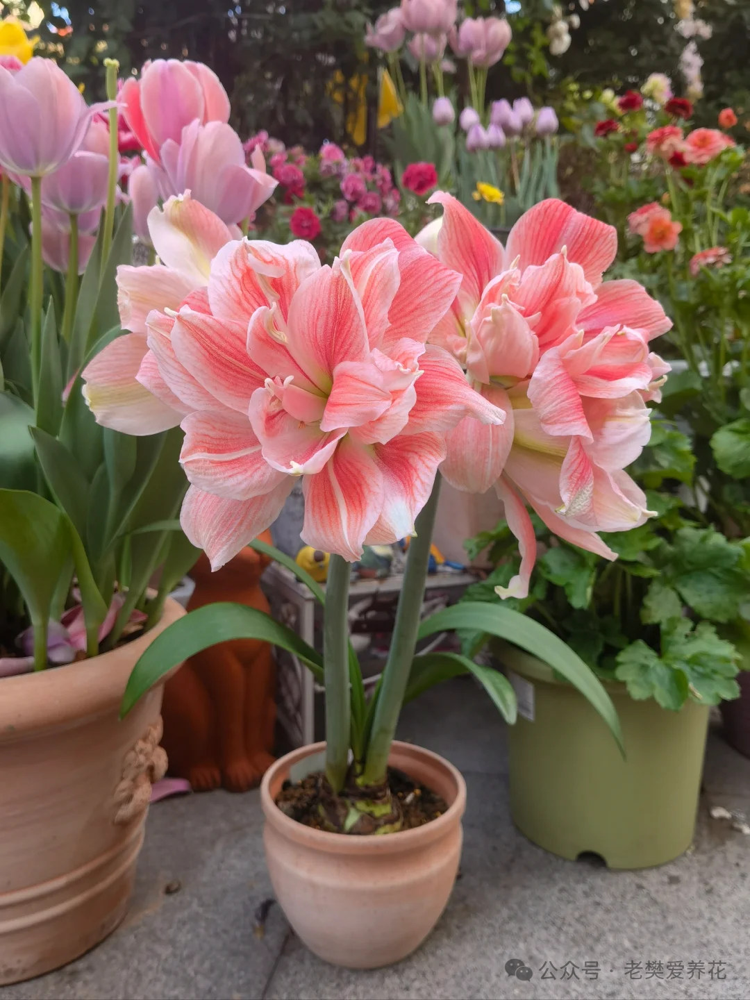 開花不是好兆頭5種花，有花箭立馬剪掉，不然花開敗就枯萎，腸子都悔青了