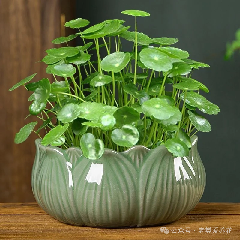 多肉開花是好兆頭嗎_多肉開花是好兆頭_多肉開花是什么寓意