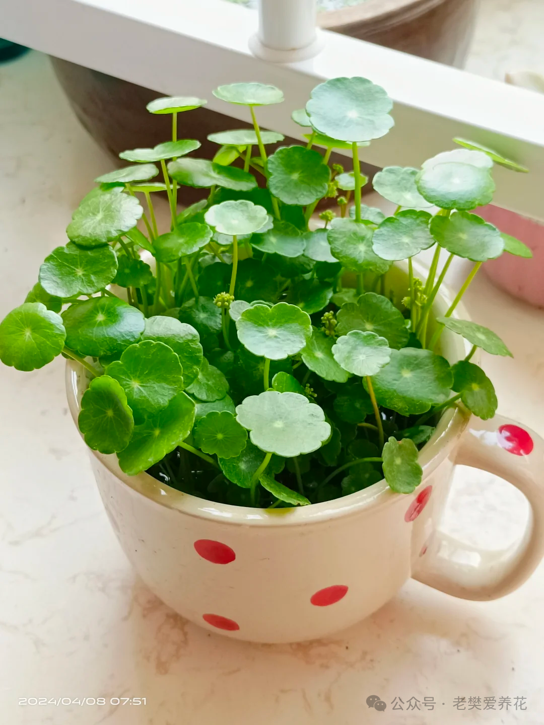 多肉開花是好兆頭嗎_多肉開花是好兆頭_多肉開花是什么寓意