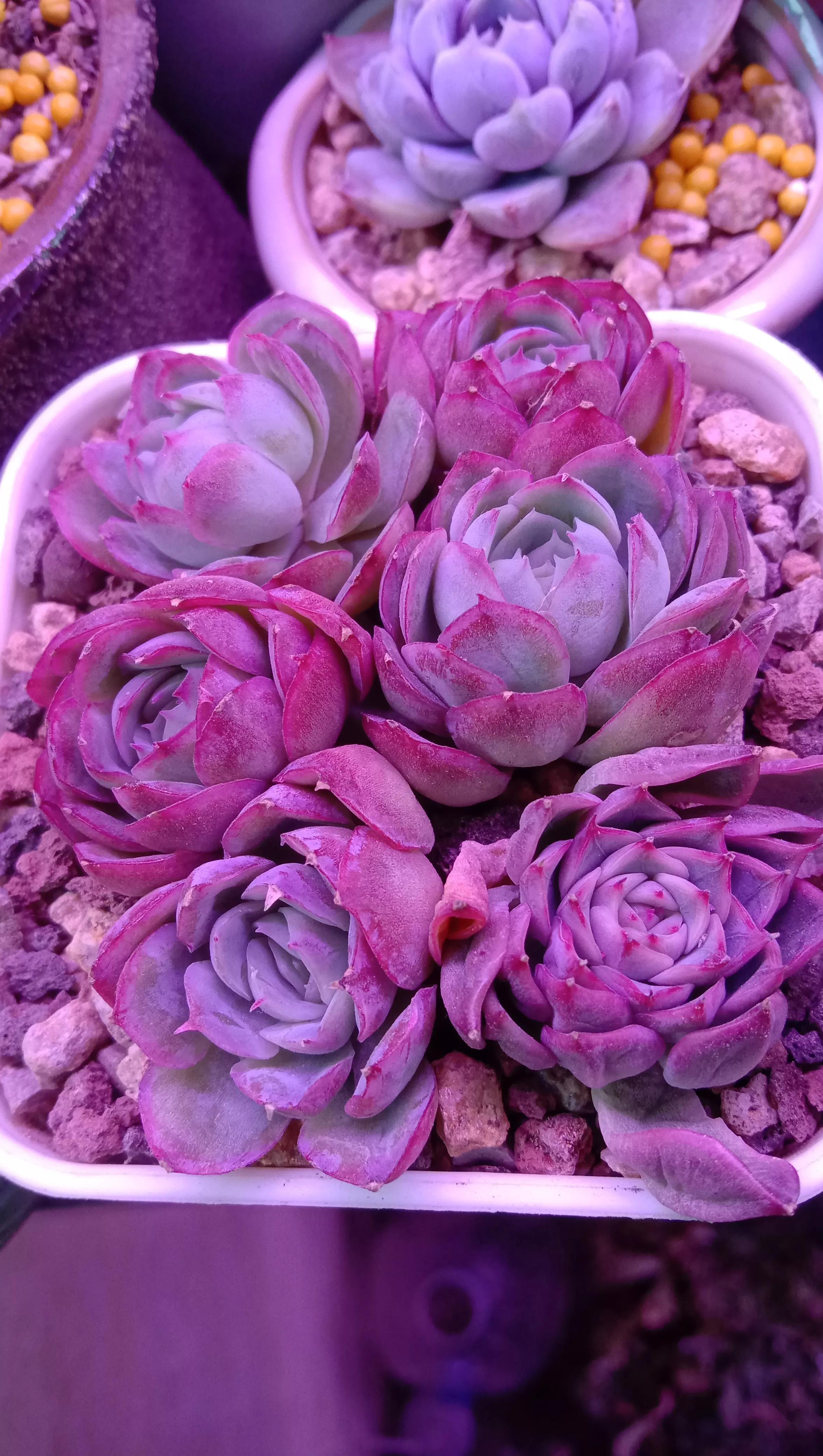 多肉冰梅和貝瑞的日常養(yǎng)護(hù)和注意事項(xiàng)