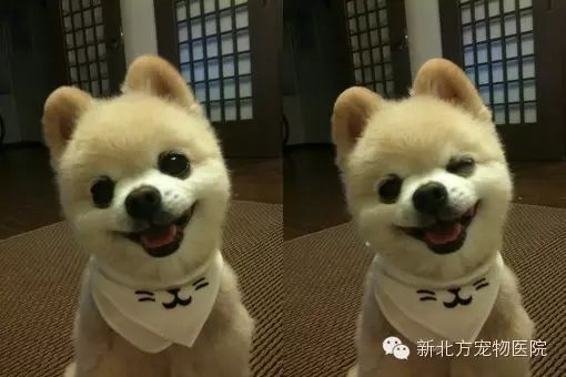 ?很多人把狗狗咳嗽當(dāng)作喉嚨卡異物！