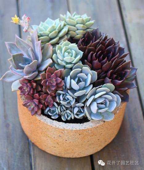 多肉凈化空氣_多肉可以凈化空氣嗎_凈化空氣多肉可以放室內嗎