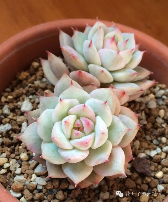 凈化空氣多肉可以放室內嗎_多肉可以凈化空氣嗎_多肉凈化空氣