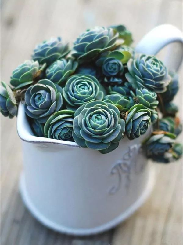 多肉怕凍嗎_多肉怕凍吧_扛凍的多肉