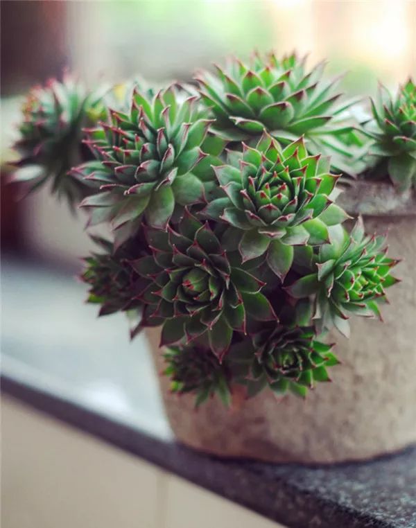 多肉怕凍嗎_多肉怕凍吧_扛凍的多肉