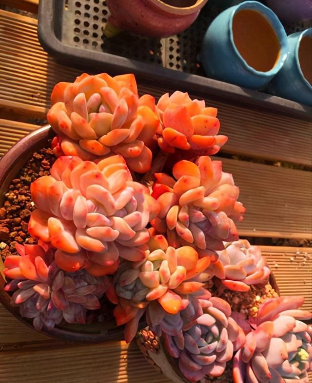 萌嘟嘟的多肉誰不喜歡，一款橙夢露更誘人，養一盆價值高