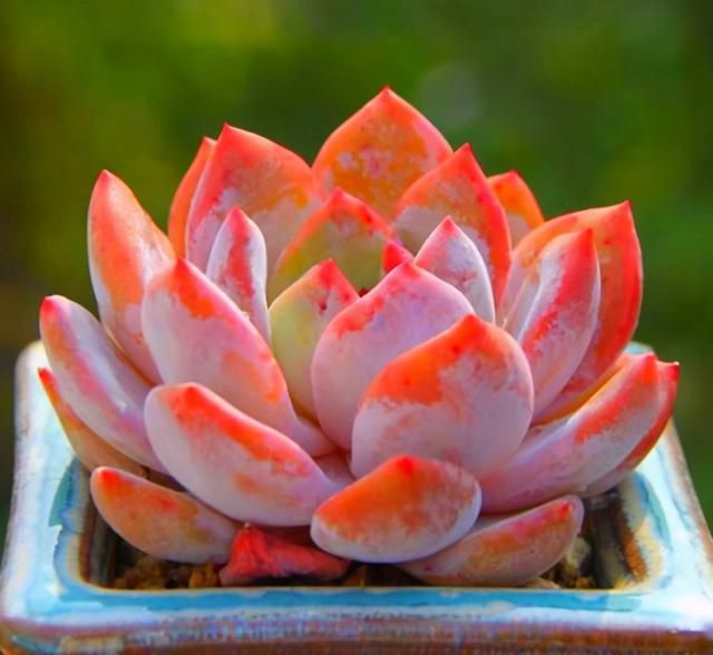 多肉卡羅拉好養(yǎng)嗎_多肉卡羅拉有毒嗎_卡羅拉多肉