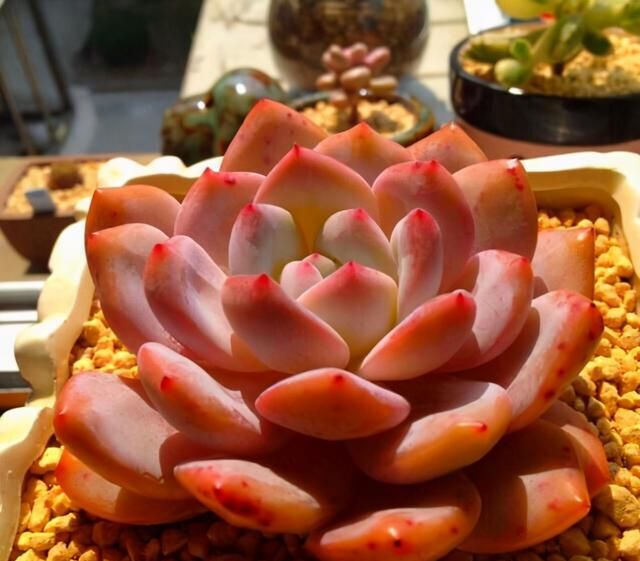 卡羅拉多肉_多肉卡羅拉有毒嗎_多肉卡羅拉好養(yǎng)嗎