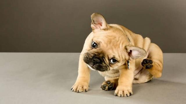 狗狗皮膚病的藥多少錢_狗狗皮膚病用什么藥_狗狗皮膚病內(nèi)服藥