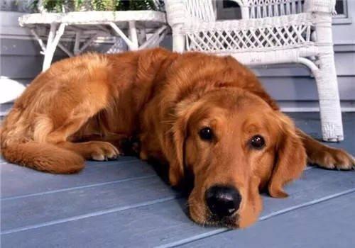 狗狗皮膚病的藥多少錢_狗狗皮膚病內(nèi)服藥_狗狗皮膚病用什么藥