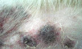 狗狗皮膚病用什么藥_狗狗皮膚病內(nèi)服藥_狗狗皮膚病的藥多少錢