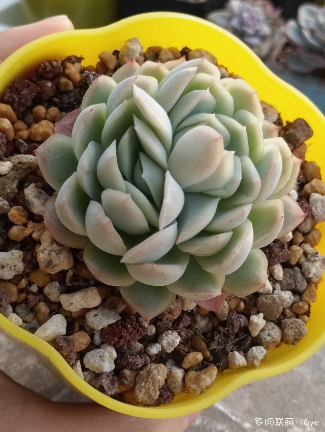 多肉月亮石還叫什么名字_月亮石多肉好養嗎_月亮石多肉繁殖