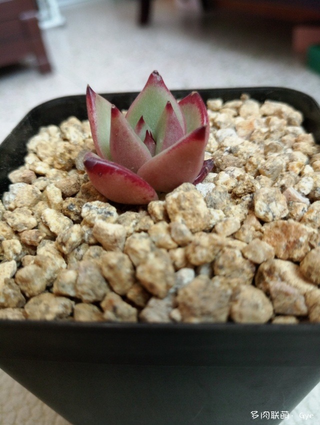 月亮石多肉好養嗎_多肉月亮石還叫什么名字_月亮石多肉繁殖